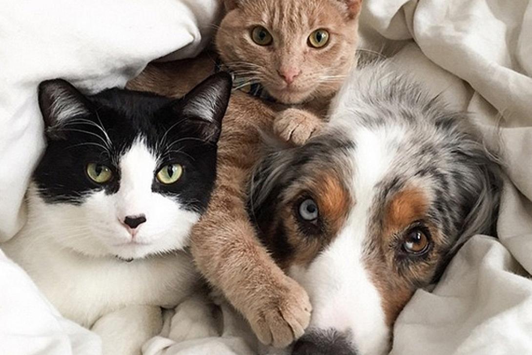 κατοικιδια