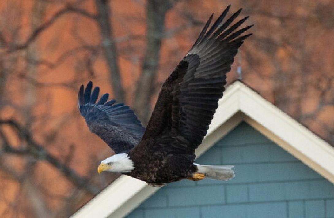Εταιρεία αιολικής ενέργειας θα πληρώσει εκατομμύρια για αετούς που σκοτώθηκαν 