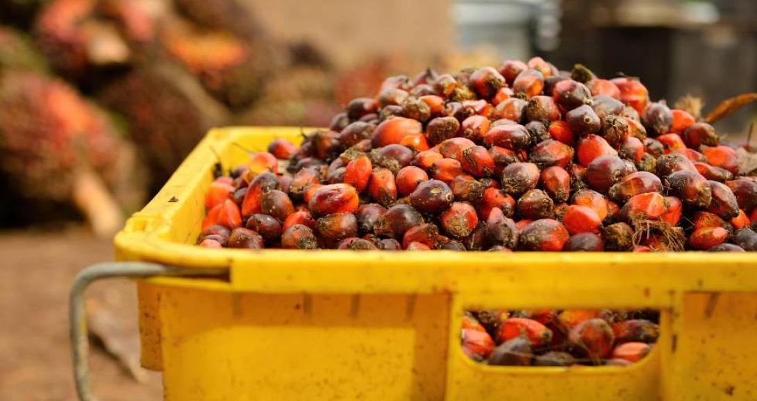 φοινικέλαιο