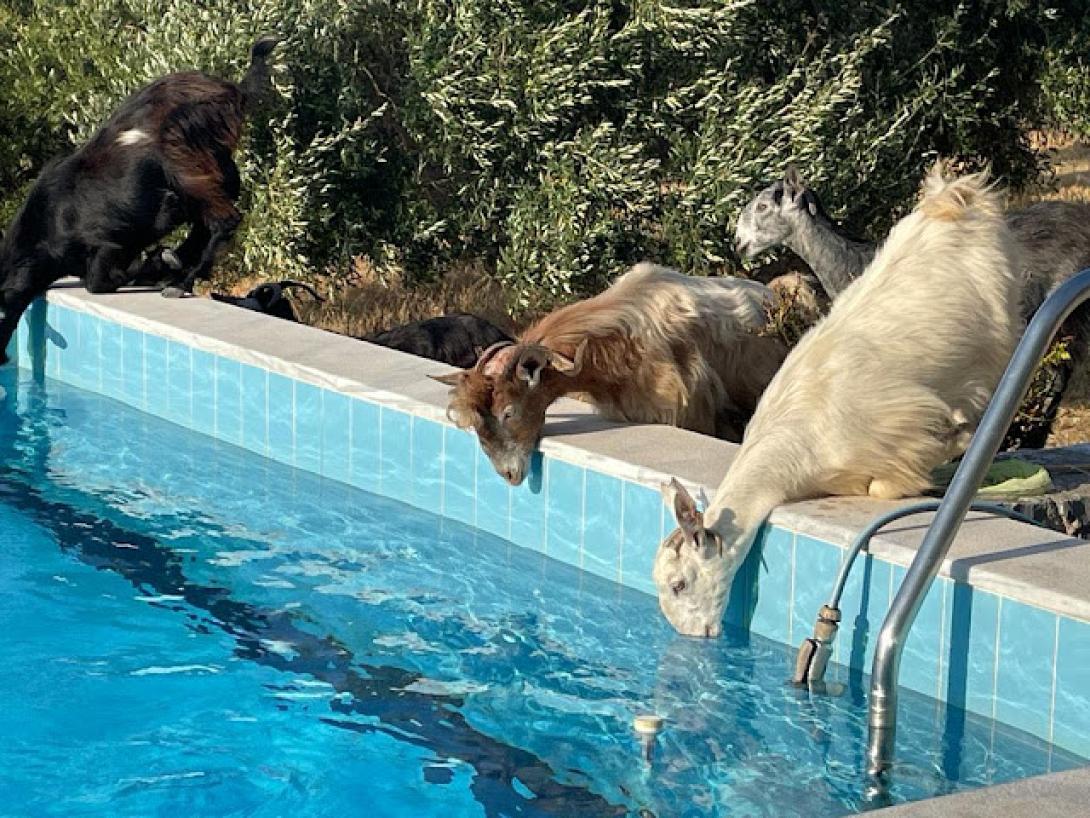 κατσίκια σε πισίνα - Βραχάσι