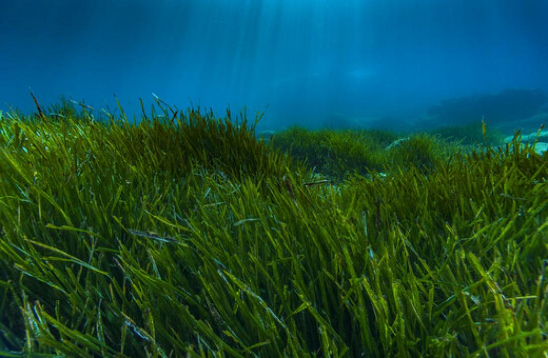 Χημικά αντιλιακών συσσωρεύονται στη θαλάσσια χλωρίδα της Μεσογείου 