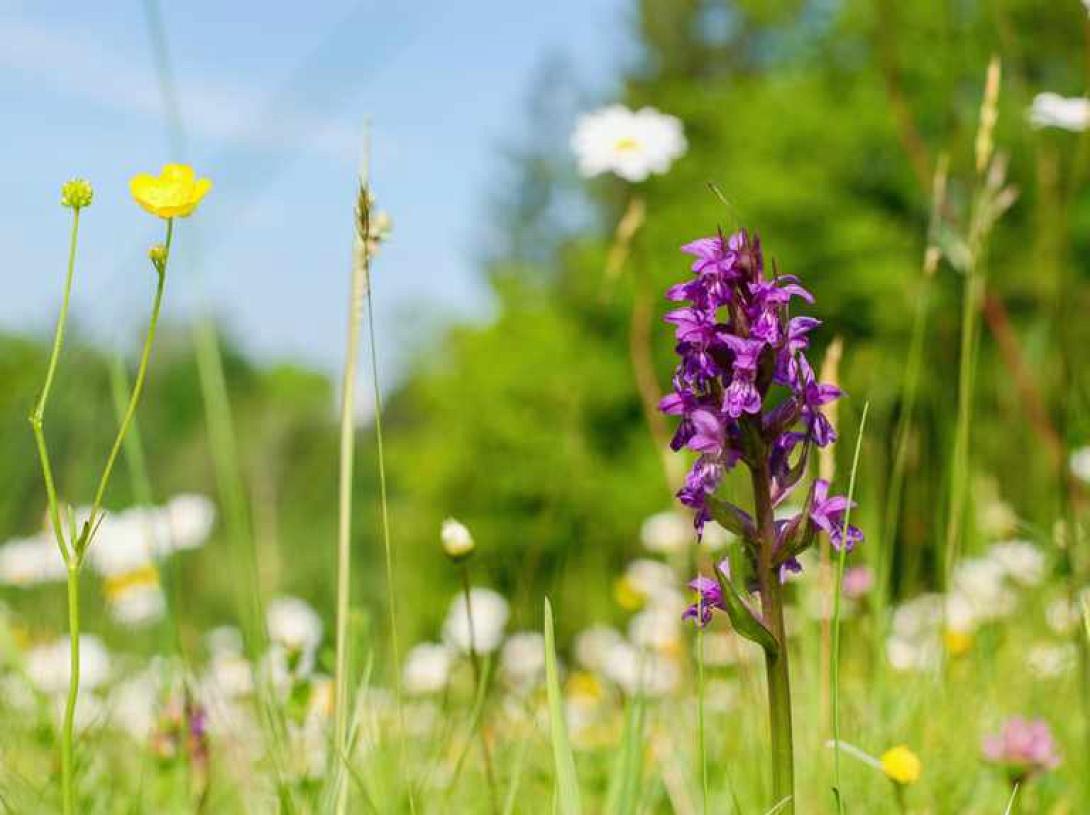 Ορχιδέες φύτρωσαν για πρώτη φορά στην Βρετανία 