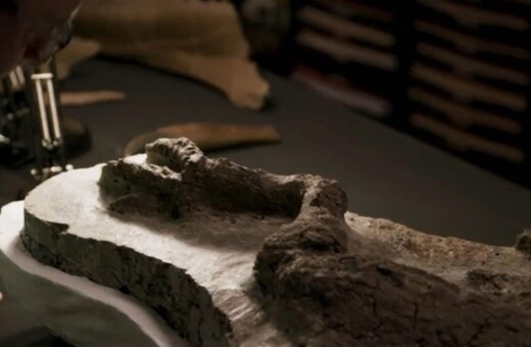 Ανακαλύφθηκε απολίθωμα που συνδέεται με τον φονικό αστεροειδή 