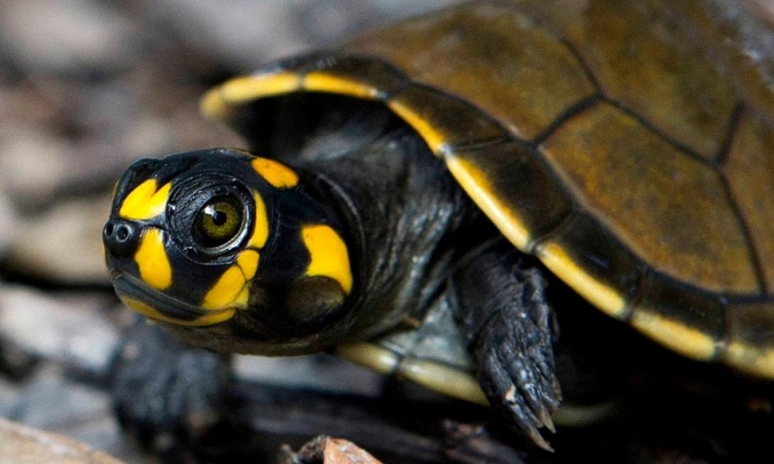 Οι περισσότερες προστατευόμενες περιοχές δεν ωφελούν την άγρια ζωή 