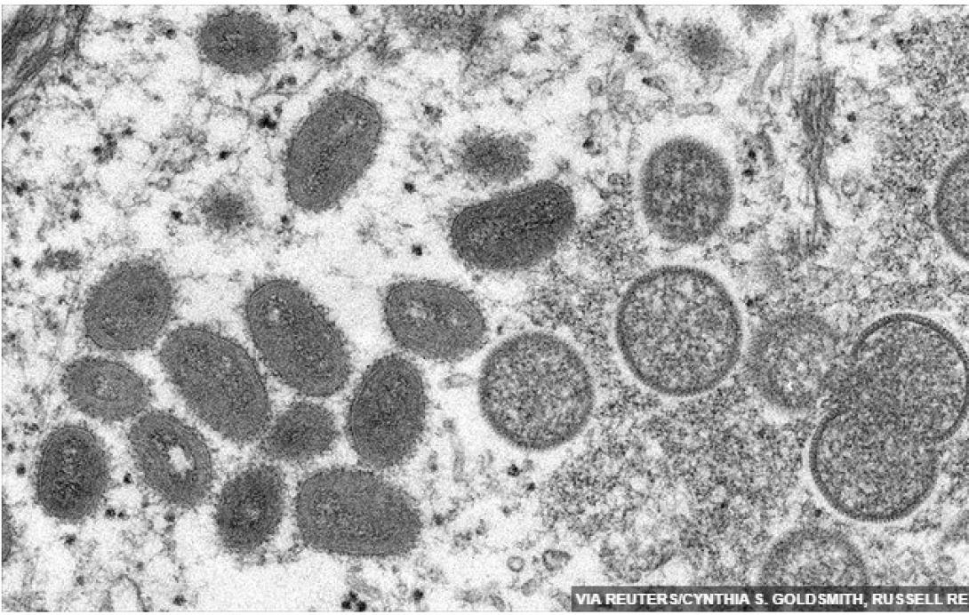 ΕΥΛΟΓΙΑ ΠΙΘΗΚΩΝ