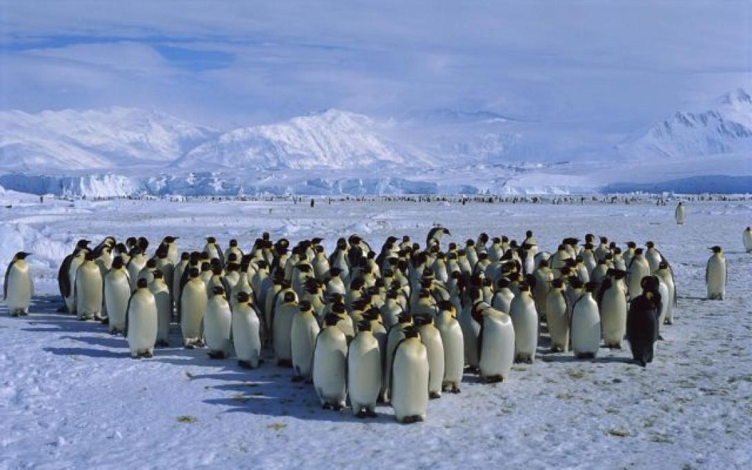 ΠΙΝΓΚΟΥΙΝΟΙ