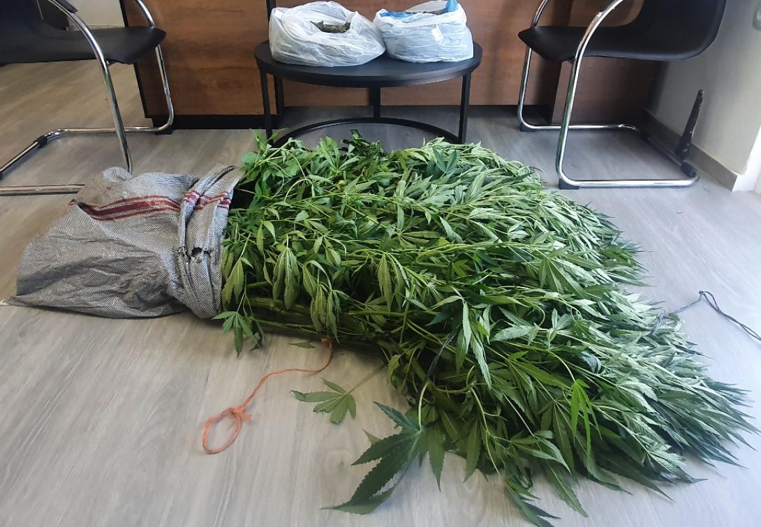κανναβη