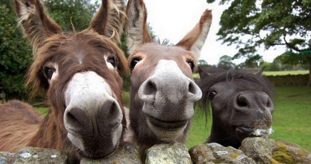 Απίστευτο περιστατικό με γαϊδούρια έκλεισαν δρόμο στη Λεμεσό 