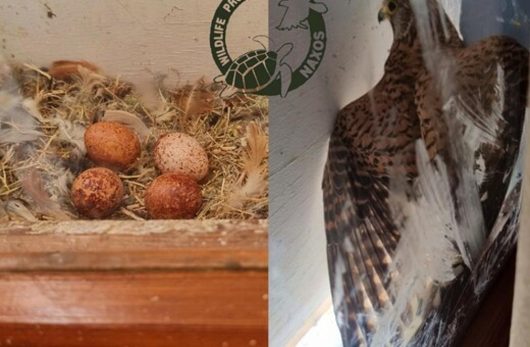 Ξενοδοχείο κρατά ένα δωμάτιο κλειστό για να κλωσήσει γεράκι τα αυγά του 