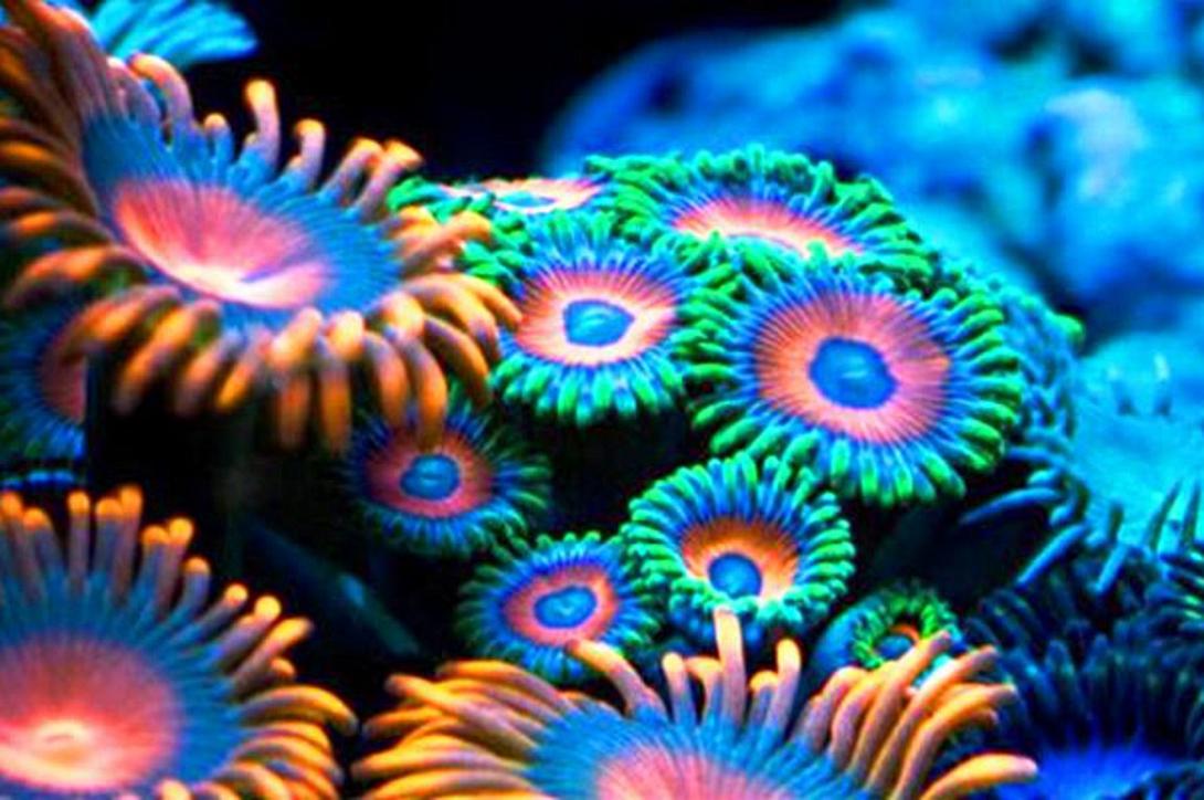 Απειλούμενα είδη κοραλλιών στην υπηρεσία της αποκατάστασης υφάλων 