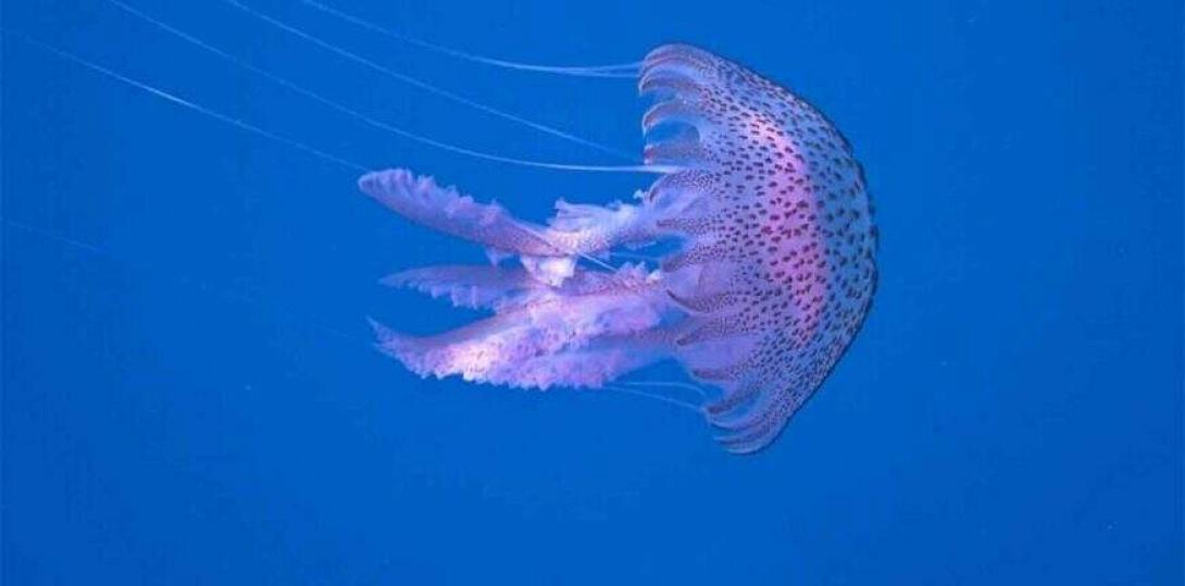 Οδηγίες προς τους πολίτες για τις μωβ μέδουσες 