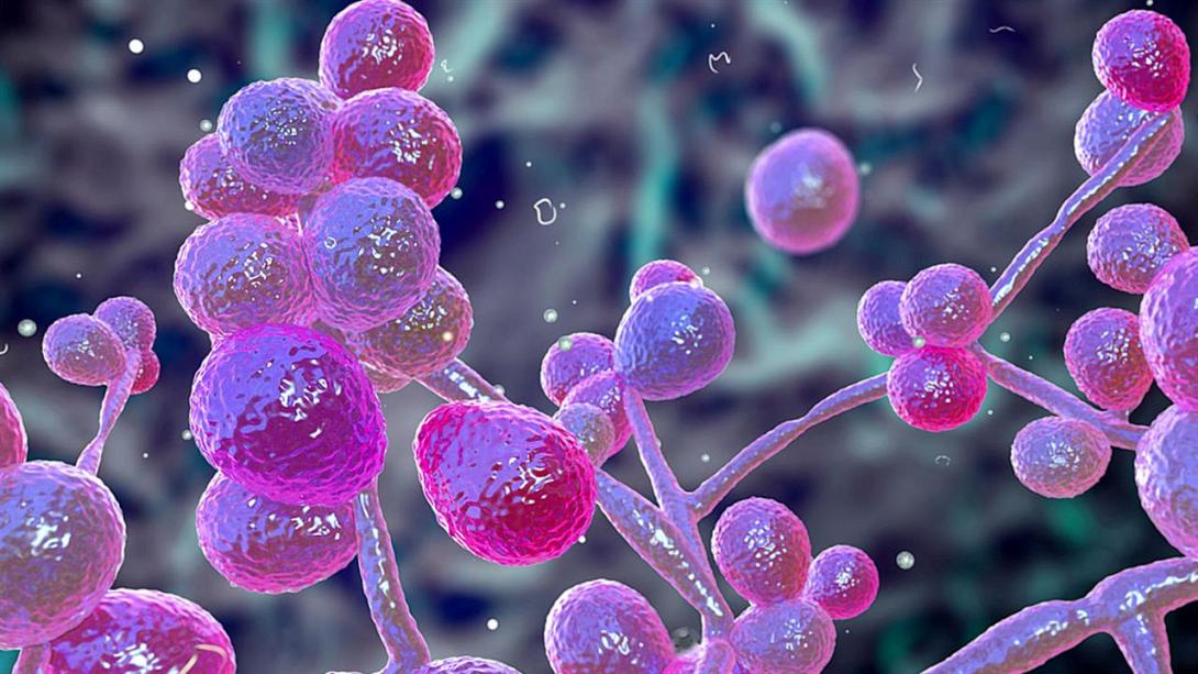 μύκητας candida auris