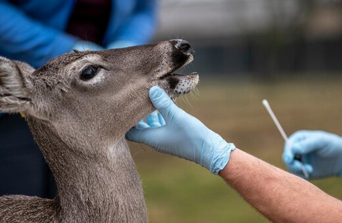 Πως εξαπλώνεται ο κορωνοιός στα ελάφια 