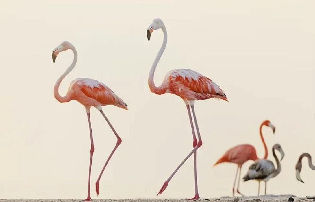 Χιλιάδες φλαμίγκο μέσα από τον φακό του Claudio Conteras Koob