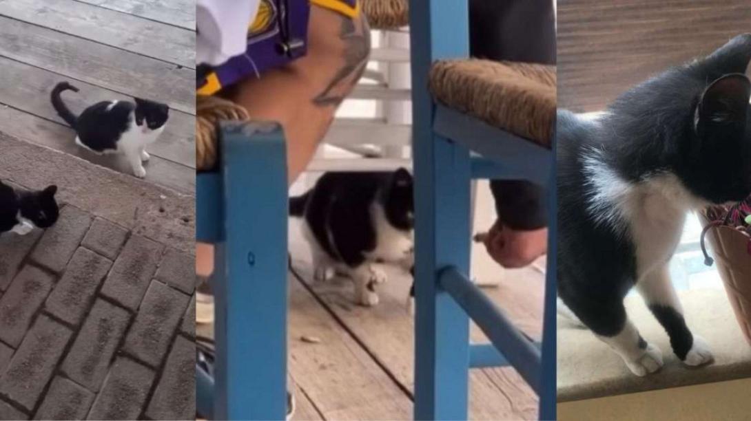 Συνελήφθη ο άνδρας που κλώτσησε τη γάτα 