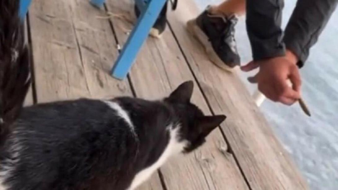 ευβοια γατα