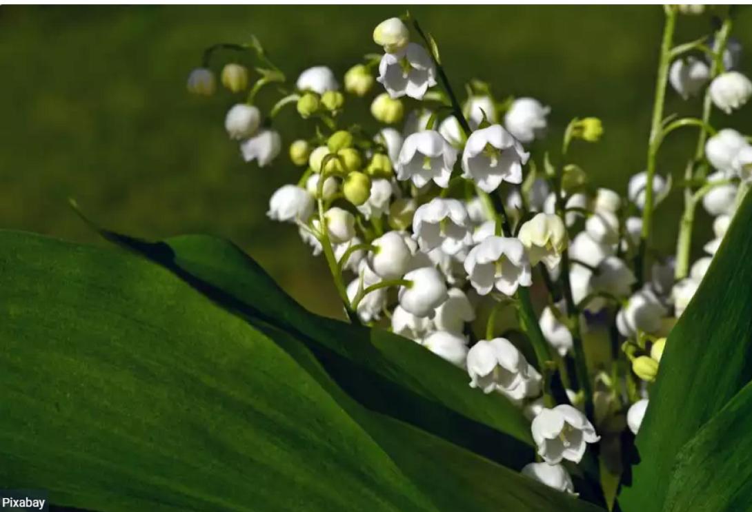 κρινο της κοιλαδας