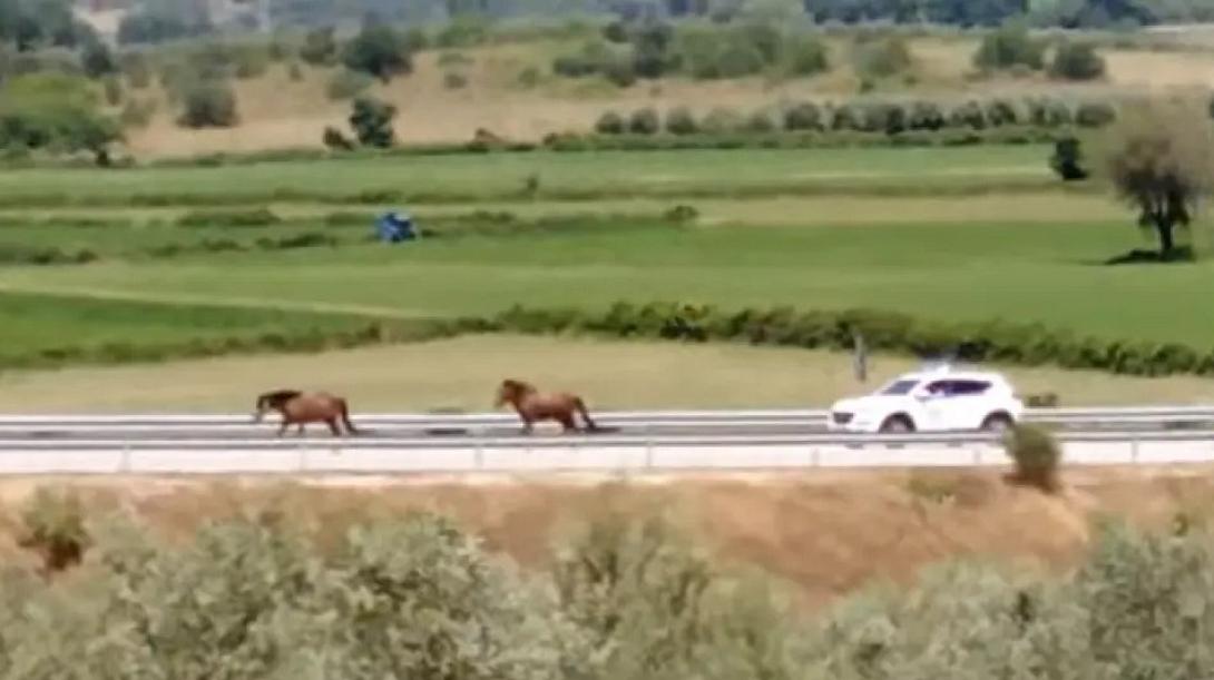 Οδηγούσαν και δίπλα τους περνούσαν άγρια άλογα 