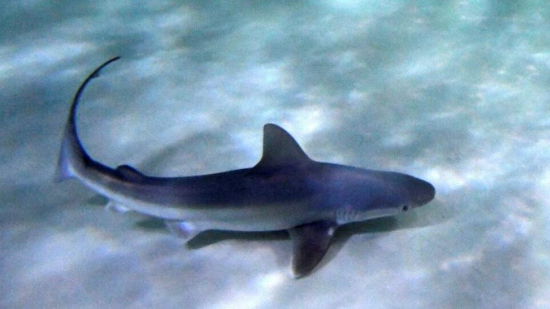 Γαλάζιος καρχαρίας έκανε την εμφάνιση του στον Μύτικα Αιτωλοκαρνανίας 