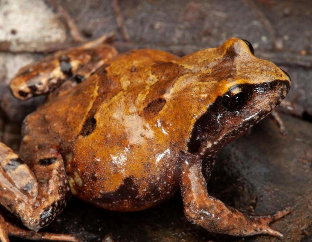 Ανακαλύφθηκε ένα είδος βατράχου και είναι απειλούμενο προς εξαφάνιση