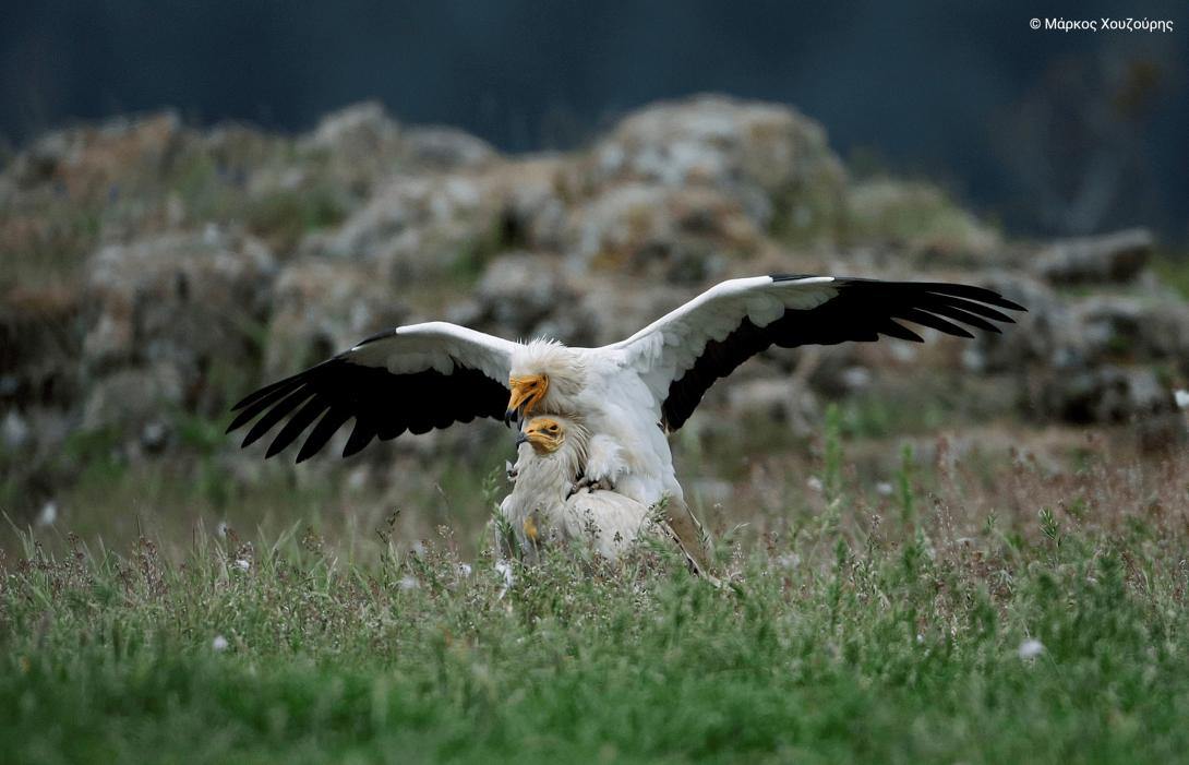 Σπάνιες εικόνες της ελληνικής φύσης