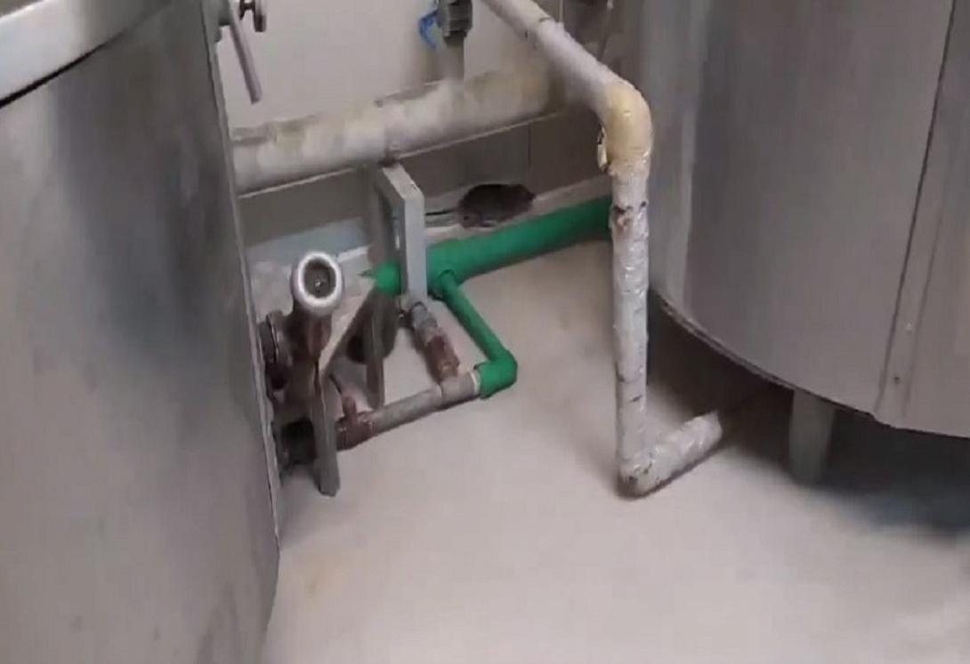 Φρίκη με ποντίκια που κυκλοφορούν στη κουζίνα της Λέσχης 