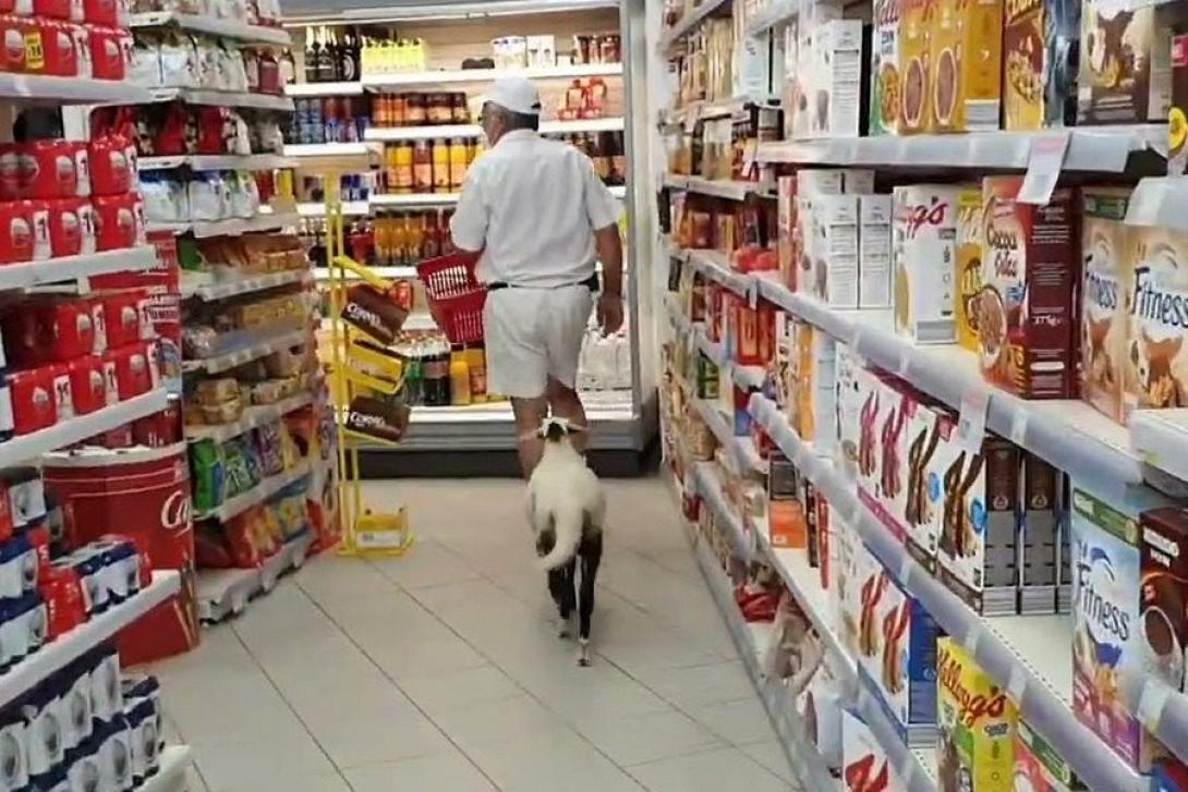 πρόβατο - Μήλος