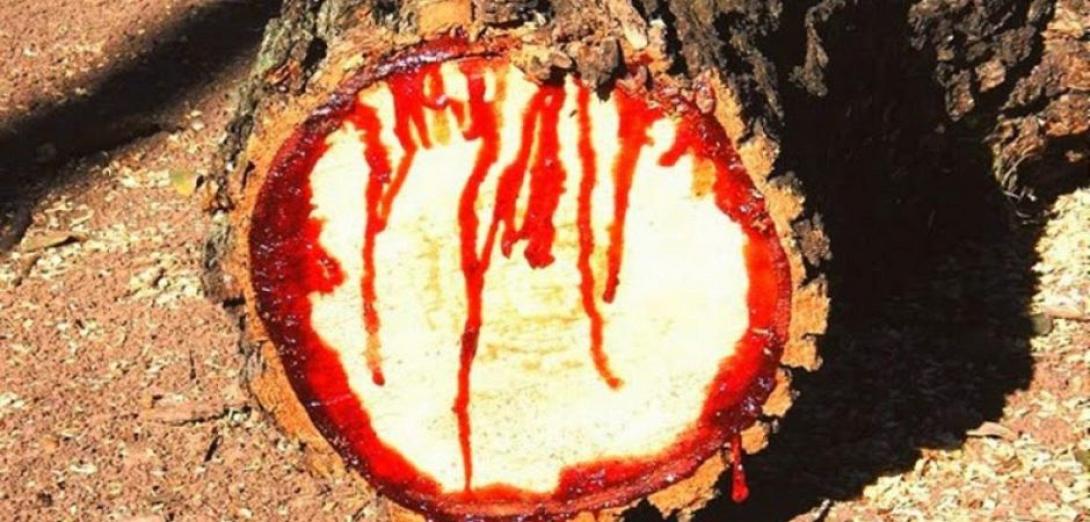 δεντρο - αιμα