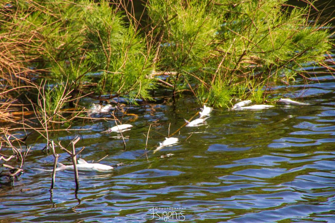 αποσελέμης νεκρά ψάρια