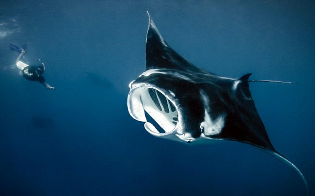 ΣΑΛΑΧΙ ΜΑΝΤΑ