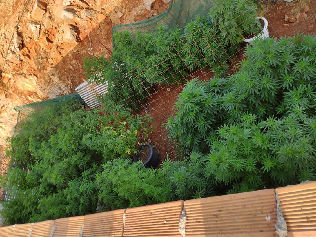 μυλοπόταμος ναρκωτικά