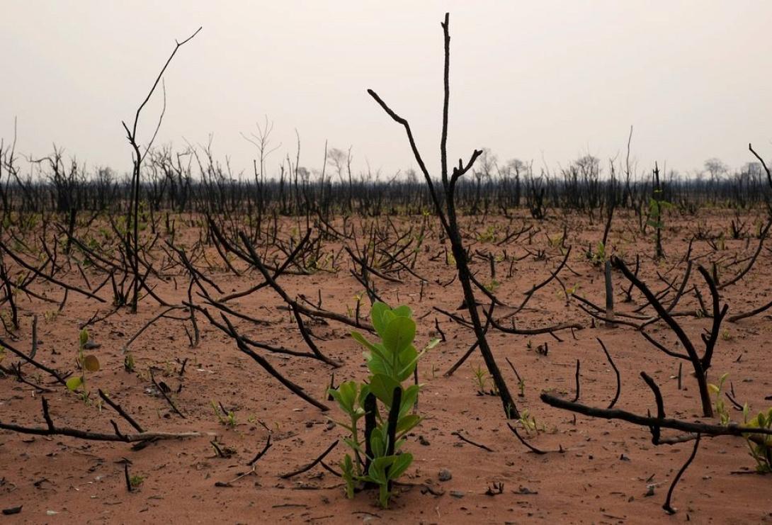 Η απώλεια βιοποικιλότητας φέρνει γιγαντιαίο πλήγμα στην οικονομία 