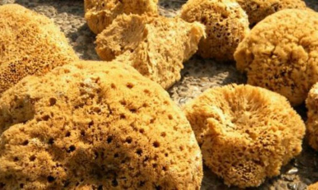 θαλασσια σφουγγάρια