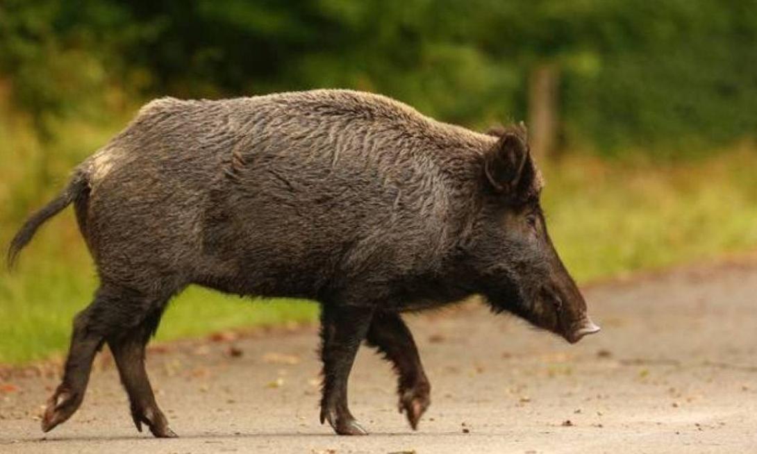 Κοπάδι αγριογούρουνων κόβει βόλτες στο Ρετζίκι Θεσσαλονίκης 