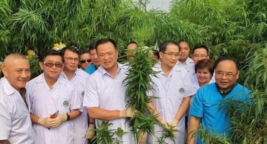 Δωρεάν διανομή κάνναβης στην Ταιλάνδη μετά την νομιμοποίηση της καλλιέργειας 