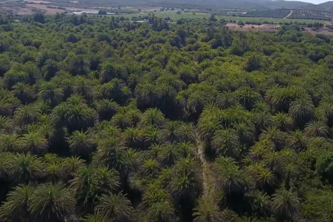 Φοινικόδασος