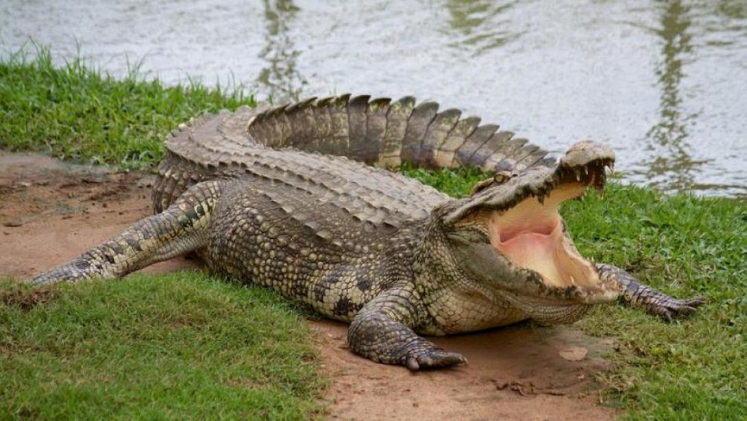 Του επιτέθηκε κροκόδειλος και εκείνος τον κατατρόπωσε με ένα τηγάνι 