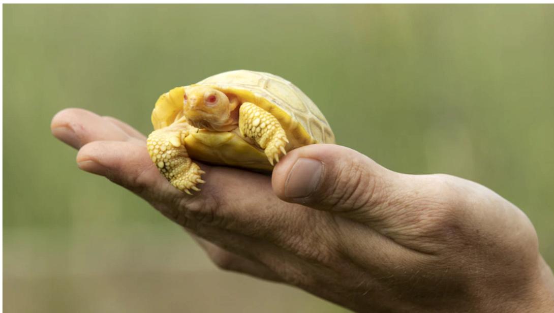 ΧΕΛΩΝΑ ΑΛΜΠΙΝΟ