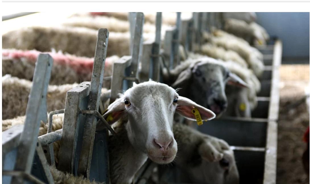 προβατα μαντρι