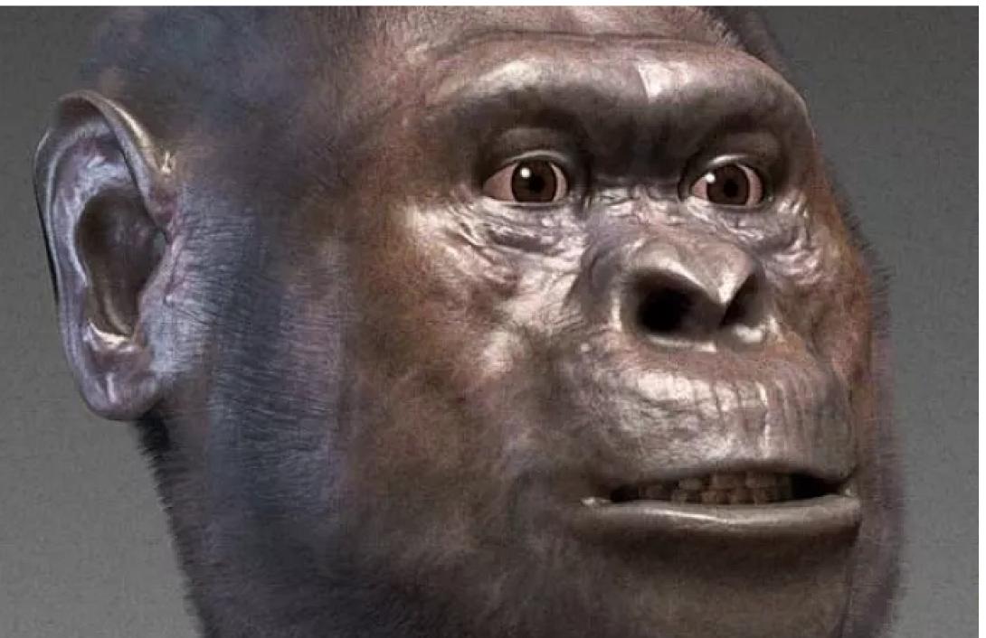 Australopithecus africanus)