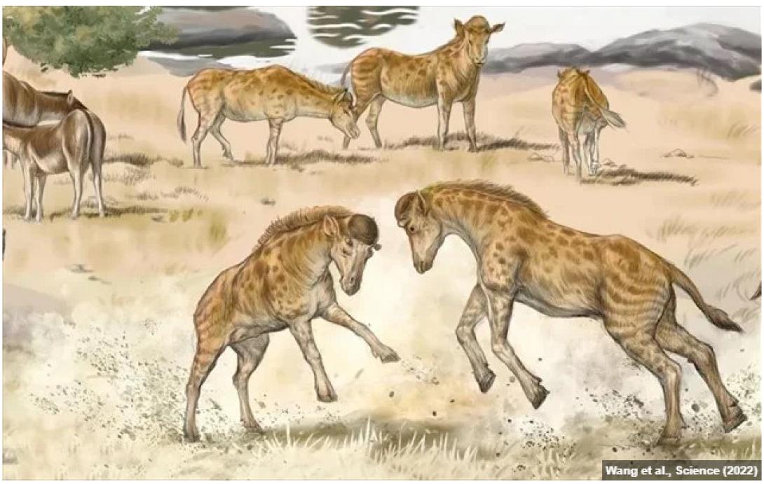 καμηλοπαρδαλεις