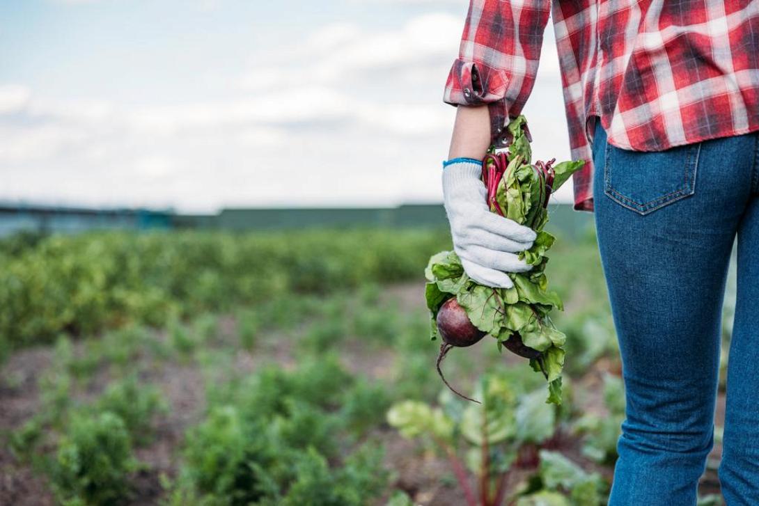 καλλιέργεια (φωτογραφία από create.vista.com)