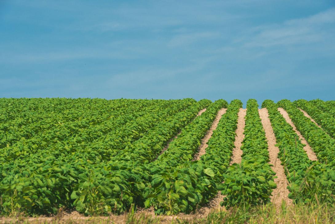 καλλιέργειες (Φωτογραφία από create.vista.com)