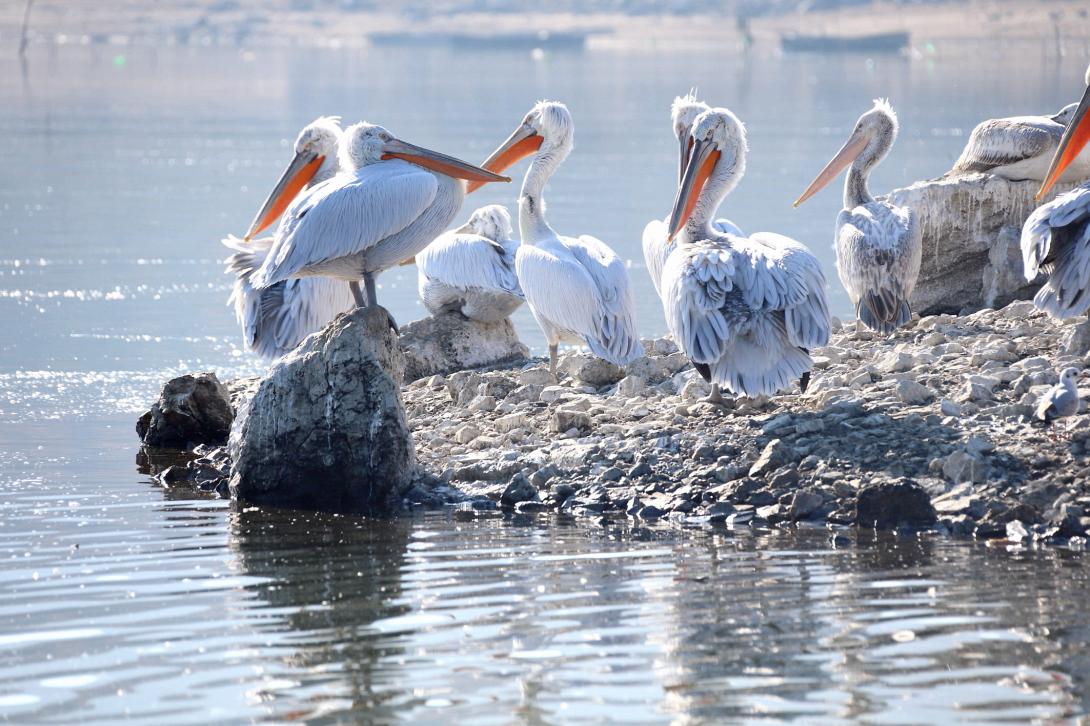 Η γρίπη των πτηνών τους αποδεκάτισε 