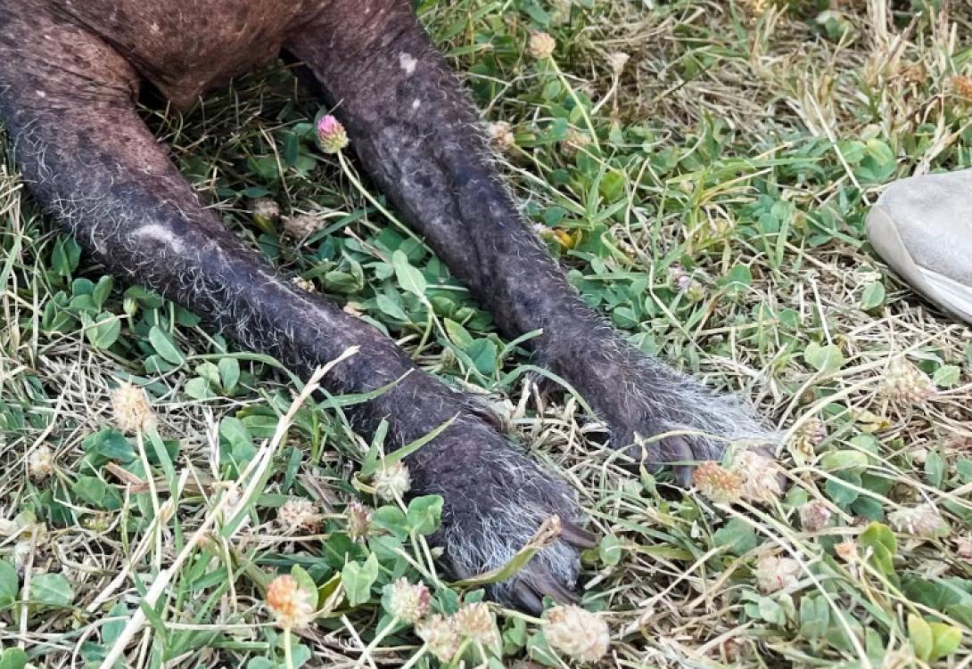 άσχημος σκύλος