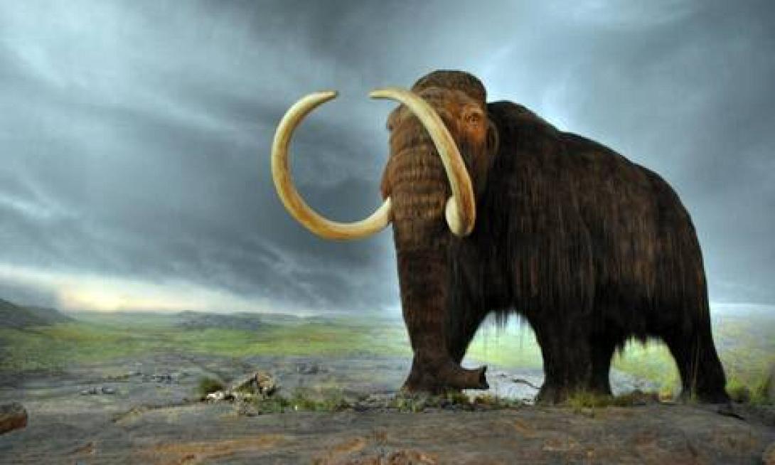 Ανακαλύφθηκε μαμούθ 3.000 ετών 
