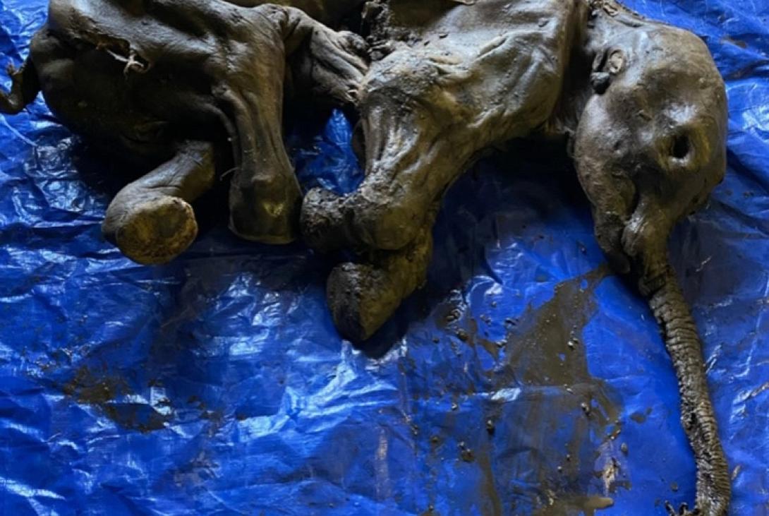 Μωρό Μαμούθ