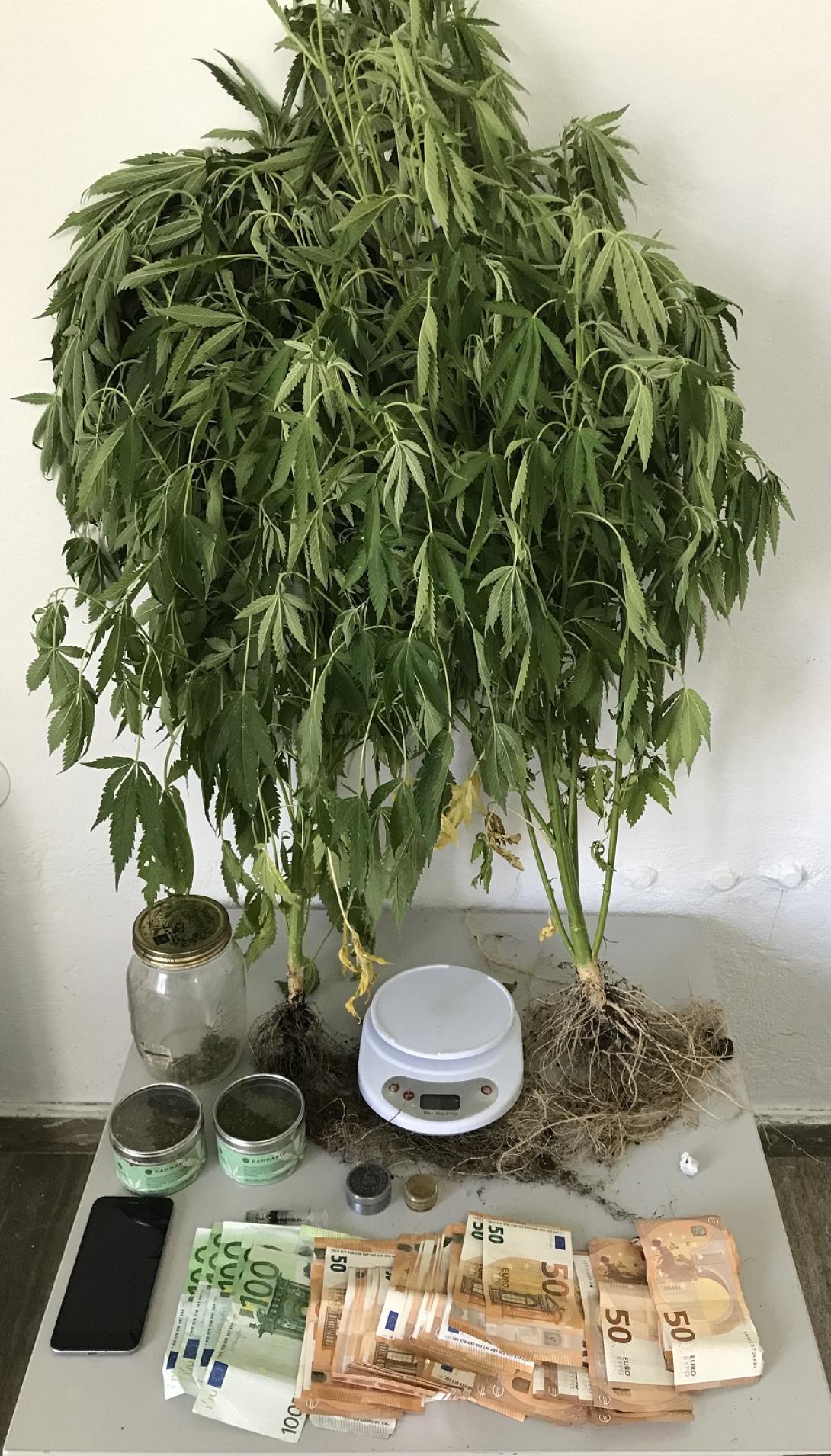 δενδρύλλια κάνναβης