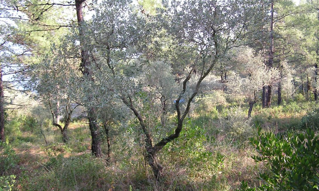 Δασικοί χάρτες