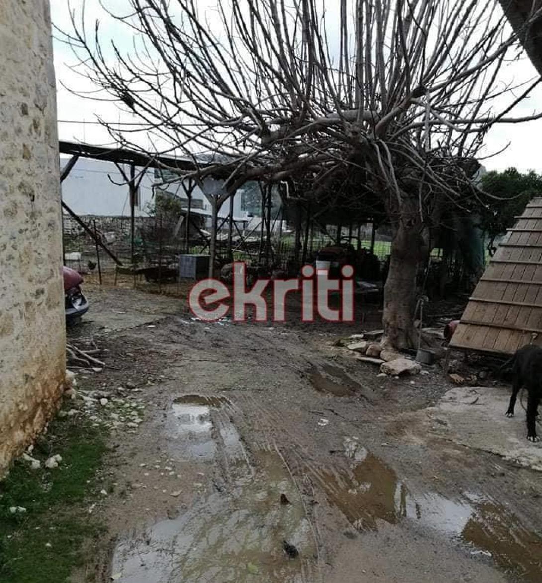 πρόβατα στη Βόννη